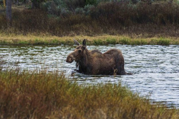 Moose Wader. Photo by Dave Bell.