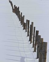 Another Fenceline!. Photo by Dave Bell.
