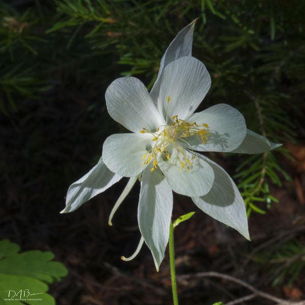 Columbine. Photo by Dave Bell.