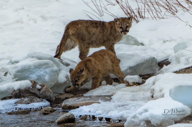 Cats At The River. Photo by Dave Bell.
