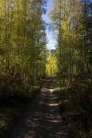 Aspen Canopy. Photo by Dave Bell.