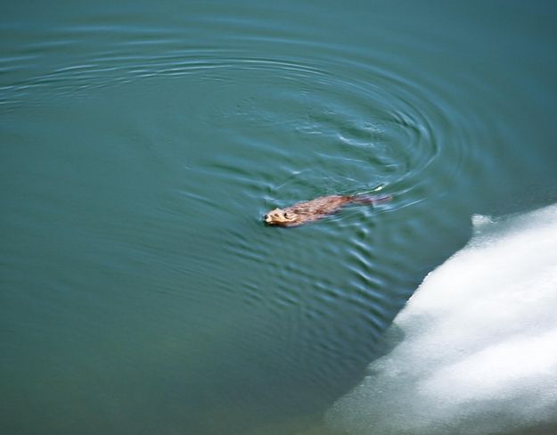 Circling Beaver. Photo by Dave Bell.