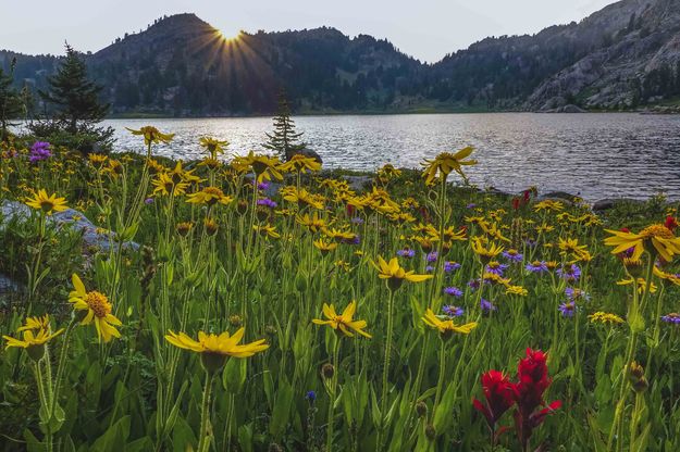 Sunsetting Flowers At Borum Lake. Photo by Dave Bell.