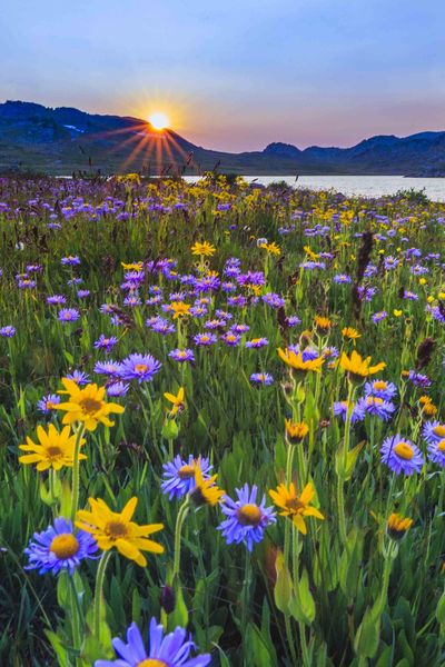 Asters and Arnica. Photo by Dave Bell.