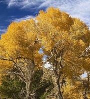 Beautiful Fall Cottonwoods On South Pass. Photo by Dave Bell.