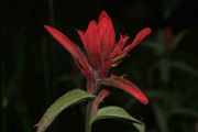 Indian Paintbrush. Photo by Dave Bell.
