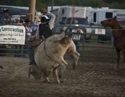 Bull Rider At Rendezvous Rodeo. Photo by Dave Bell.