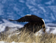 Bald Eagle--On The Move. Photo by Dave Bell.