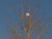 Moon Entangled In Aspen. Photo by Dave Bell.