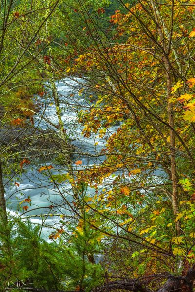 Fall Leaves And The Smith River. Photo by Dave Bell.