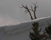 Solitary Snag Above Ridgeline Cornice. Photo by Dave Bell.