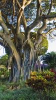 Hawaiian Banyan Tree. Photo by Dave Bell.