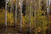 Fall Aspens. Photo by Dave Bell.