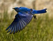 Bluebird In Flight. Photo by Dave Bell.