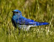 Blue Bird; Green Grass. Photo by Dave Bell.