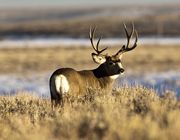 Nice Muley. Photo by Dave Bell.