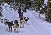 Dog Sled Teams. Photo by Dave Bell.