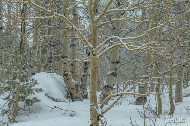Snowy Aspen. Photo by Dave Bell.