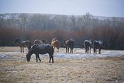Snow Dusted Horses. Photo by Dave Bell.
