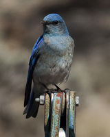 Sitting Bluebird. Photo by Dave Bell.