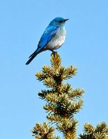 Papa Bluebird. Photo by Dave Bell.