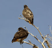 Two Hawks Along Paradise Road, Photo By Peggy Bell. Photo by Dave Bell.