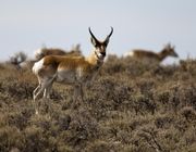 Young Pronghorn Buck Migrating North. Photo by Dave Bell.