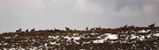Elk On Ridgeline-Pano. Photo by Dave Bell.