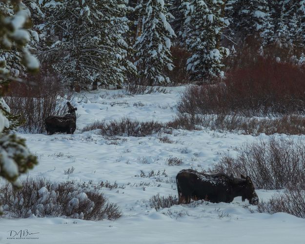 Morning Moose. Photo by Dave Bell.