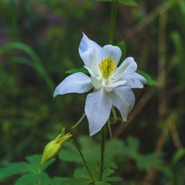 Columbine Facing The Sun. Photo by Dave Bell.