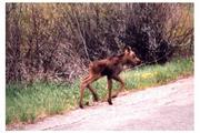 Lost Moose Calf. Photo by Dave Bell.