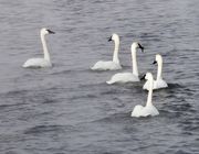 Fremont Lake Trumpeter Swans. Photo by Dave Bell.