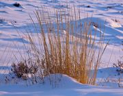 Winter Grasses. Photo by Dave Bell.