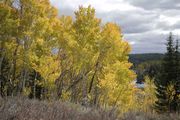 Yellow Aspens. Photo by Dave Bell.