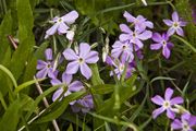Purple Flowers Along Bear Creek. Photo by Dave Bell.