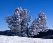 Frost Laden Whitebark. Photo by Dave Bell.