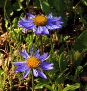 Purple Daisies or More Accurately--Alpine Aster. Photo by Dave Bell.
