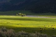 Lamar Valley. Photo by Dave Bell.