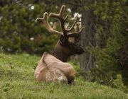 Elk In Velvet. Photo by Dave Bell.