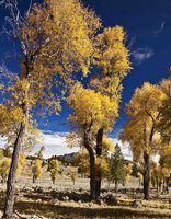 Yellow Cottonwoods. Photo by Dave Bell.