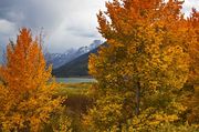 Jackson Lake Aspens. Photo by Dave Bell.