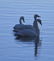 Tranquil Trumpeter Swans. Photo by Dave Bell.