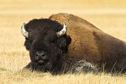 Resting Buffalo. Photo by Dave Bell.