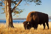 Buffalo Grazing At Yellowstone Lake. Photo by Dave Bell.