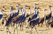The Sandhill Crane Arrival--Easter Weekend, 2013