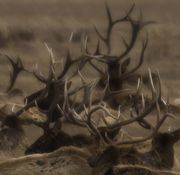 Big Horns At The Elk Refuge