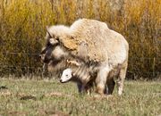 Jackson Fork Ranch White Bison And More!