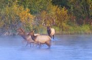 Elk In Yellowstone--Photo Safari, 2013