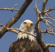 Fremont Lake Bald Eagle--September 1, 2013