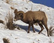 Bighorn Sheep--December 5, 2013
